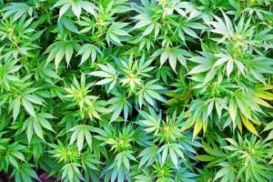 marijuana-weed-plant